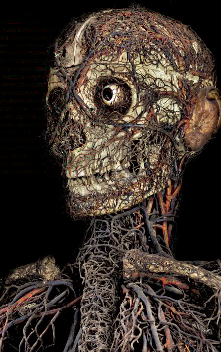 dettaglio Macchine anatomiche